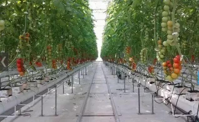 東海運(yùn)株式會(huì)社的西紅柿植物工廠,服務(wù)于農(nóng)業(yè)的高新科技產(chǎn)品非常到位